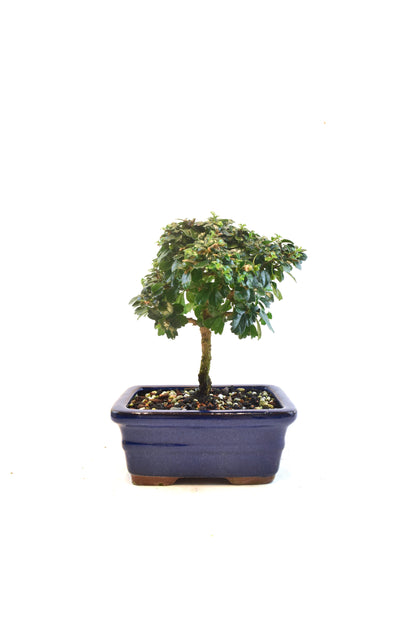 Fukien Tea Bonsai Ceramic 6" Pot - One of a Kind Bonsai