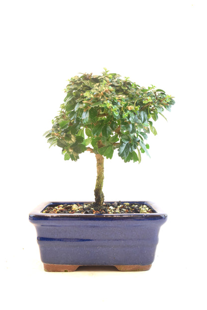Fukien Tea Bonsai Ceramic 6" Pot - One of a Kind Bonsai