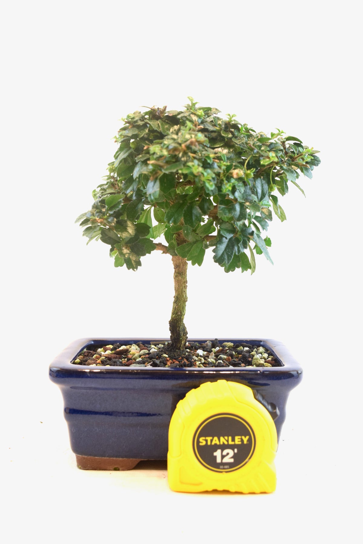 Fukien Tea Bonsai Ceramic 6" Pot - One of a Kind Bonsai
