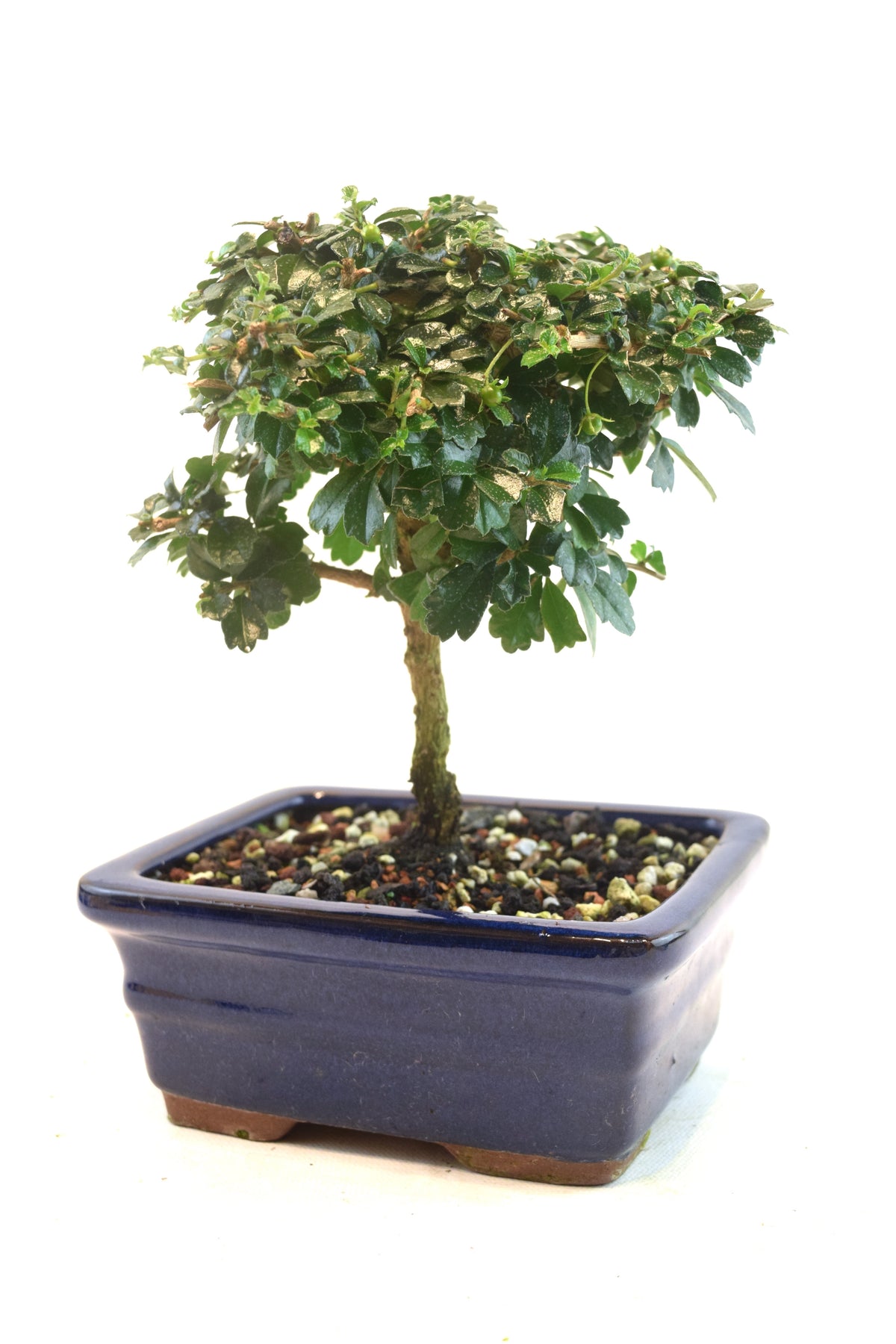 Fukien Tea Bonsai Ceramic 6" Pot - One of a Kind Bonsai