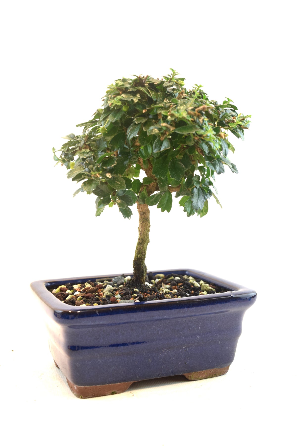 Fukien Tea Bonsai Ceramic 6" Pot - One of a Kind Bonsai