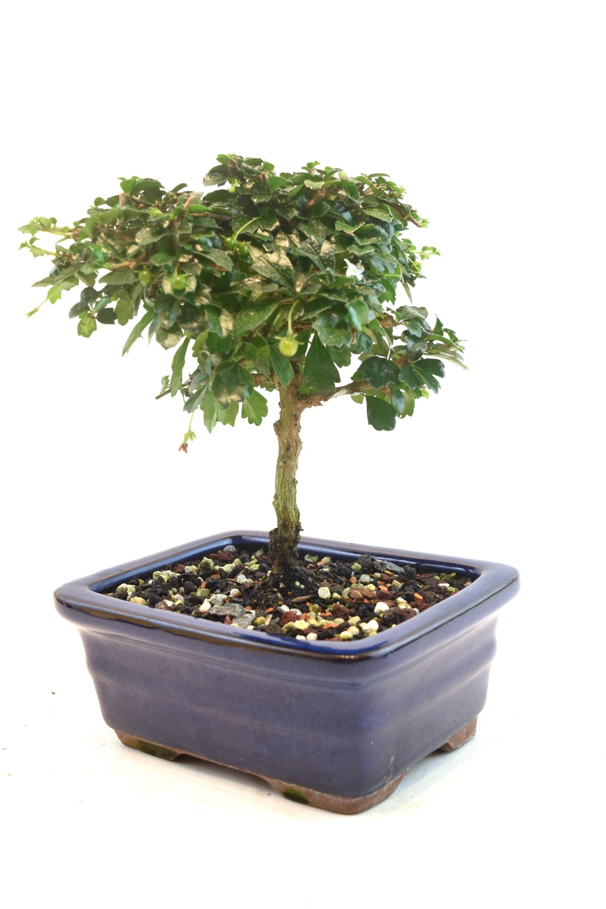 Fukien Tea Bonsai Ceramic 6" Pot - One of a Kind Bonsai