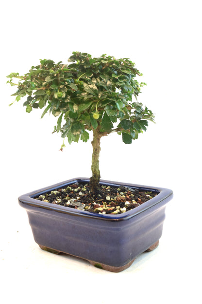 Fukien Tea Bonsai Ceramic 6" Pot - One of a Kind Bonsai