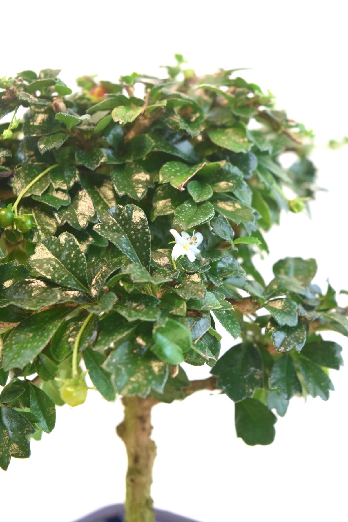 Fukien Tea Bonsai Ceramic 6" Pot - One of a Kind Bonsai
