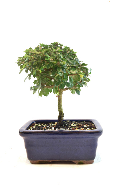 Fukien Tea Bonsai Ceramic 6" Pot - One of a Kind Bonsai