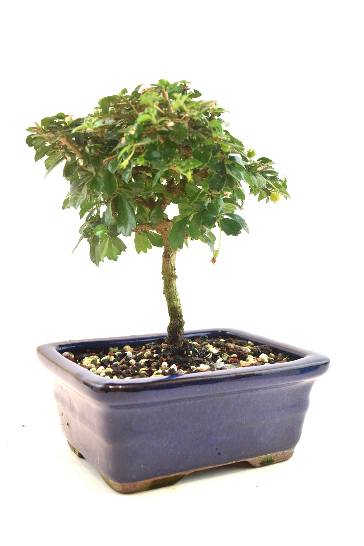Fukien Tea Bonsai Ceramic 6" Pot - One of a Kind Bonsai