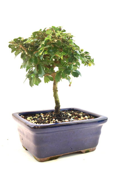 Fukien Tea Bonsai Ceramic 6" Pot - One of a Kind Bonsai