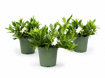 Gardenia Radicans Live Pre-Bonsai in 6" Pot