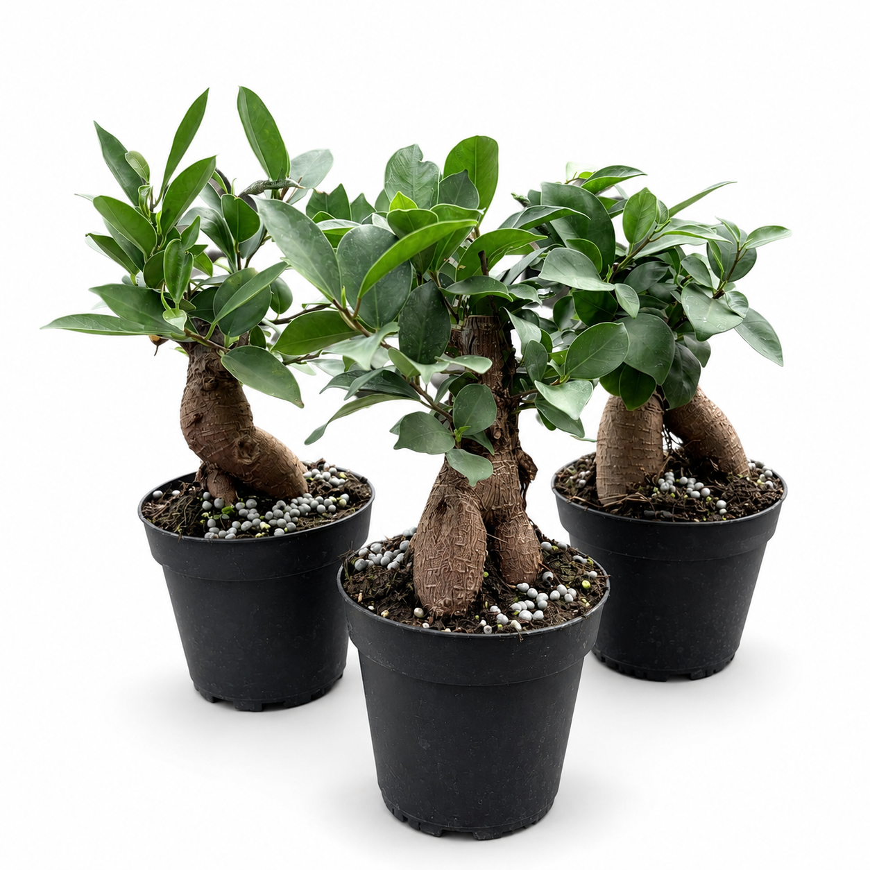 Ginseng Ficus in 4" Pot - Pre Bonsai