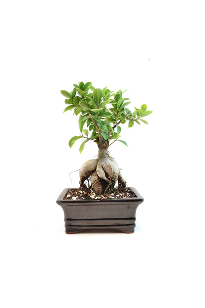 Ginseng Ficus Bonsai 6" Pot - One of a Kind Bonsai