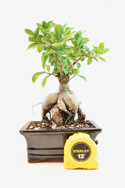 Ginseng Ficus Bonsai 6" Pot - One of a Kind Bonsai