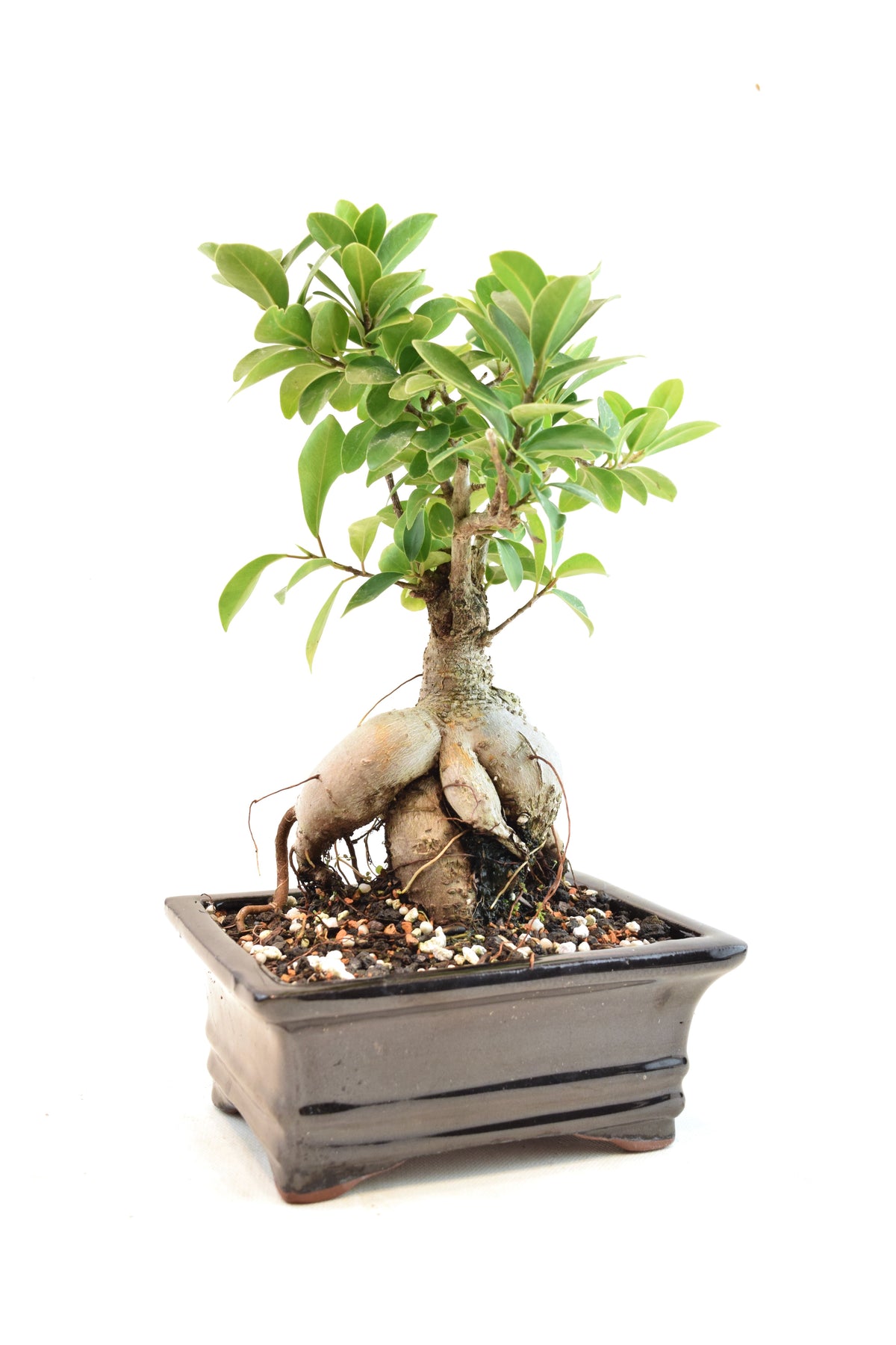 Ginseng Ficus Bonsai 6" Pot - One of a Kind Bonsai