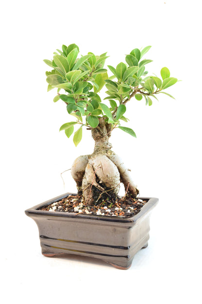 Ginseng Ficus Bonsai 6" Pot - One of a Kind Bonsai