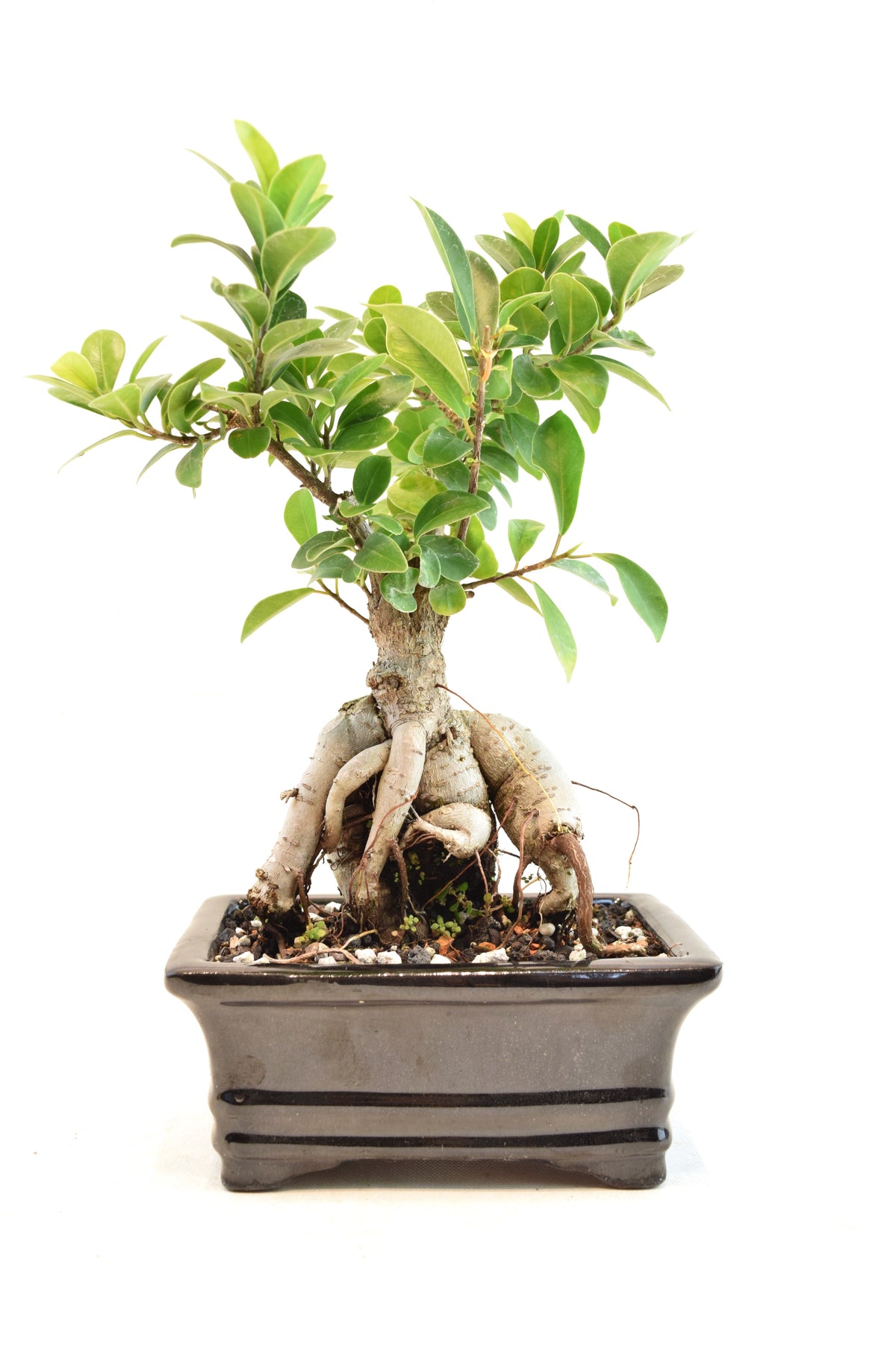 Ginseng Ficus Bonsai 6" Pot - One of a Kind Bonsai
