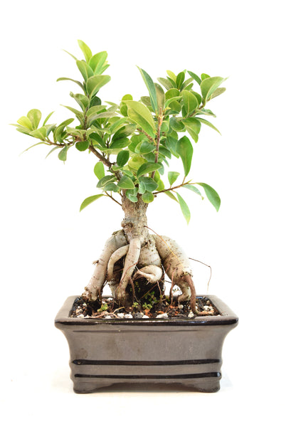Ginseng Ficus Bonsai 6" Pot - One of a Kind Bonsai