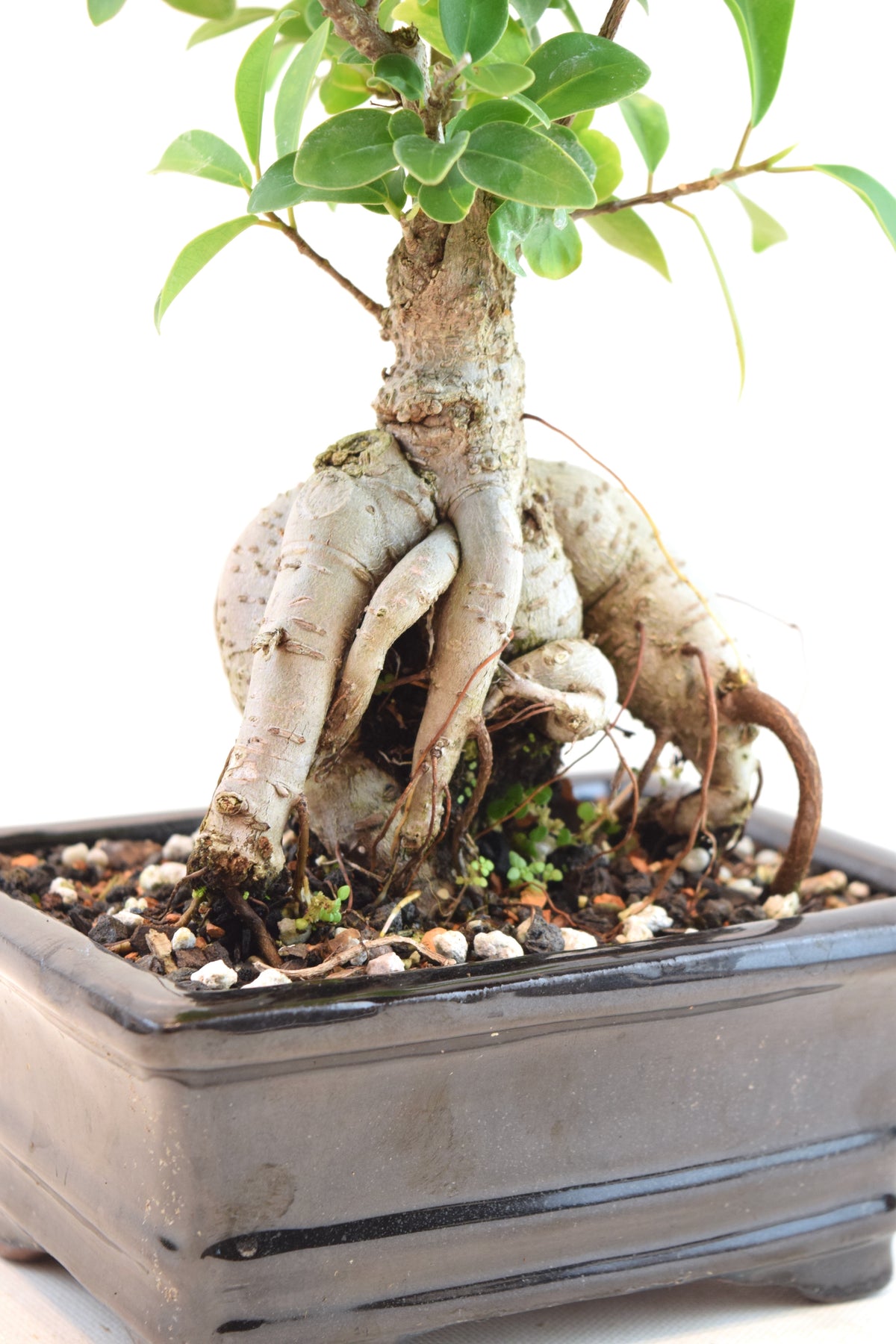 Ginseng Ficus Bonsai 6" Pot - One of a Kind Bonsai