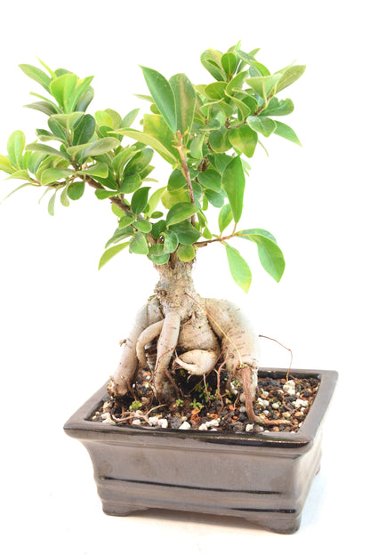 Ginseng Ficus Bonsai 6" Pot - One of a Kind Bonsai