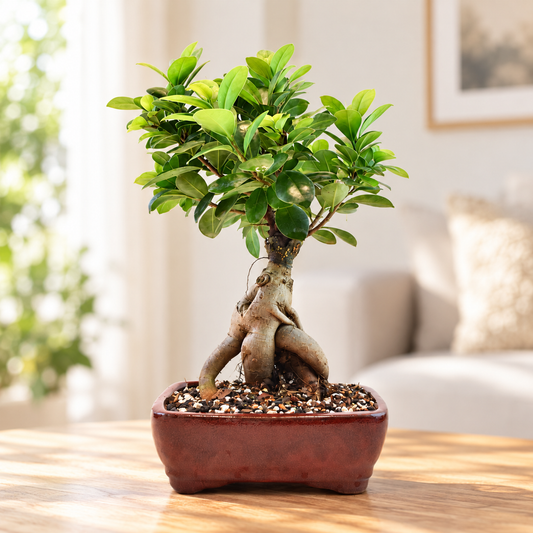 Ginseng Ficus Bonsai 6" Pot - One of a Kind Bonsai