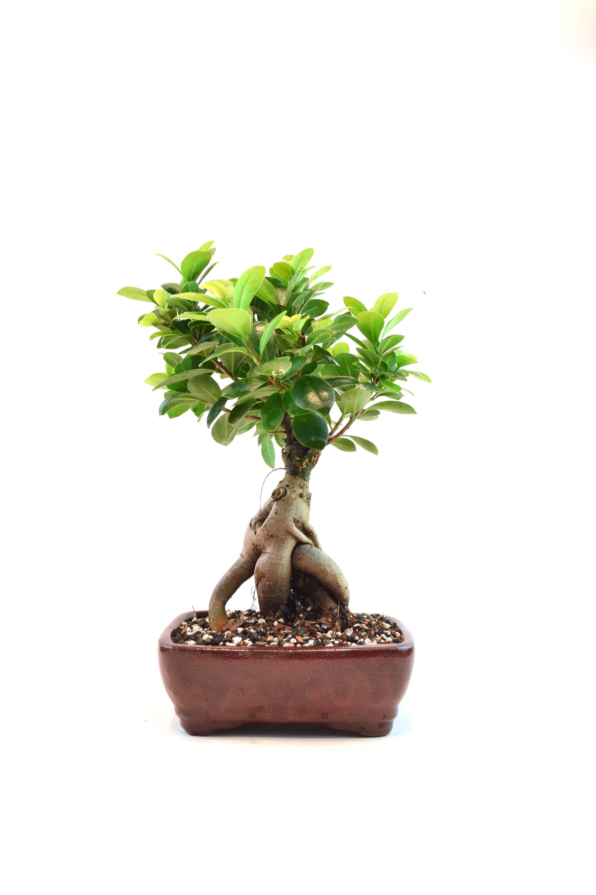 Ginseng Ficus Bonsai 6" Pot - One of a Kind Bonsai
