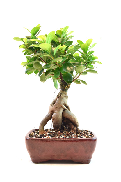 Ginseng Ficus Bonsai 6" Pot - One of a Kind Bonsai
