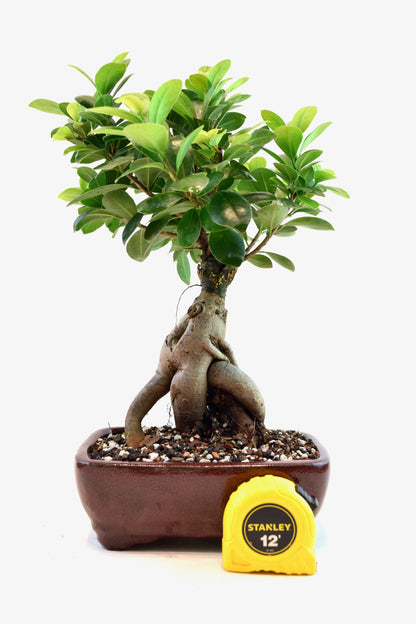 Ginseng Ficus Bonsai 6" Pot - One of a Kind Bonsai