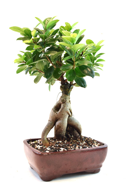 Ginseng Ficus Bonsai 6" Pot - One of a Kind Bonsai