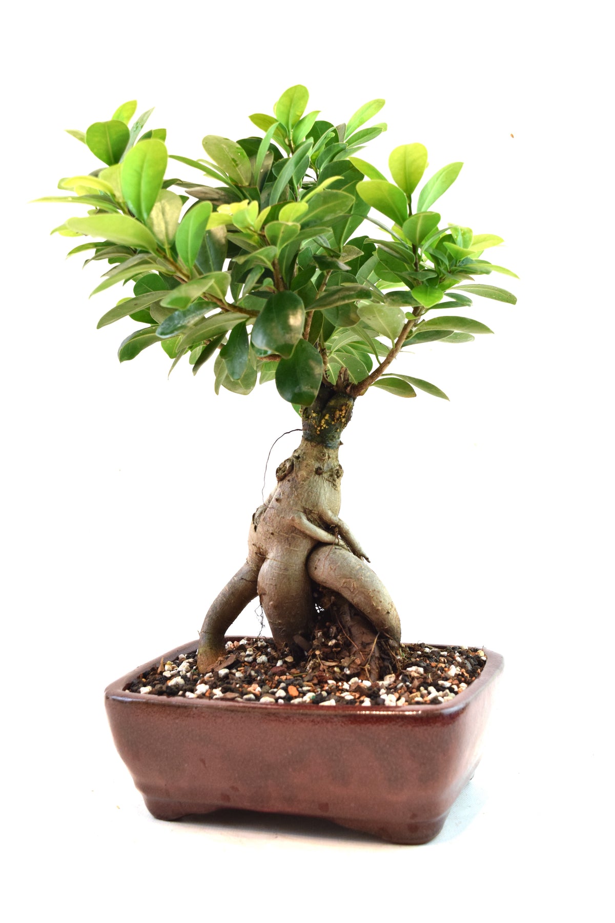 Ginseng Ficus Bonsai 6" Pot - One of a Kind Bonsai