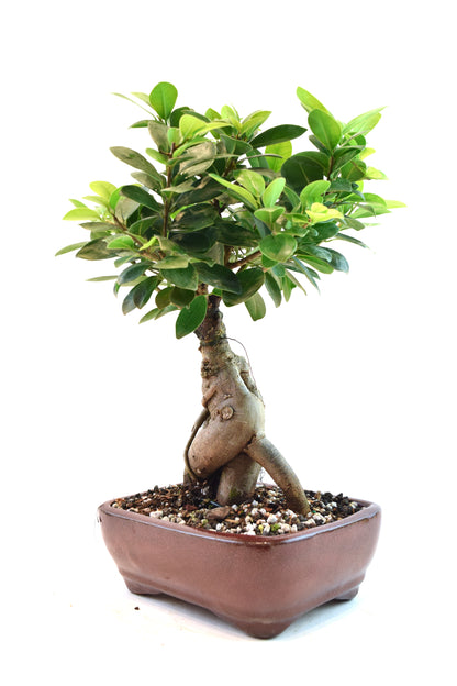 Ginseng Ficus Bonsai 6" Pot - One of a Kind Bonsai