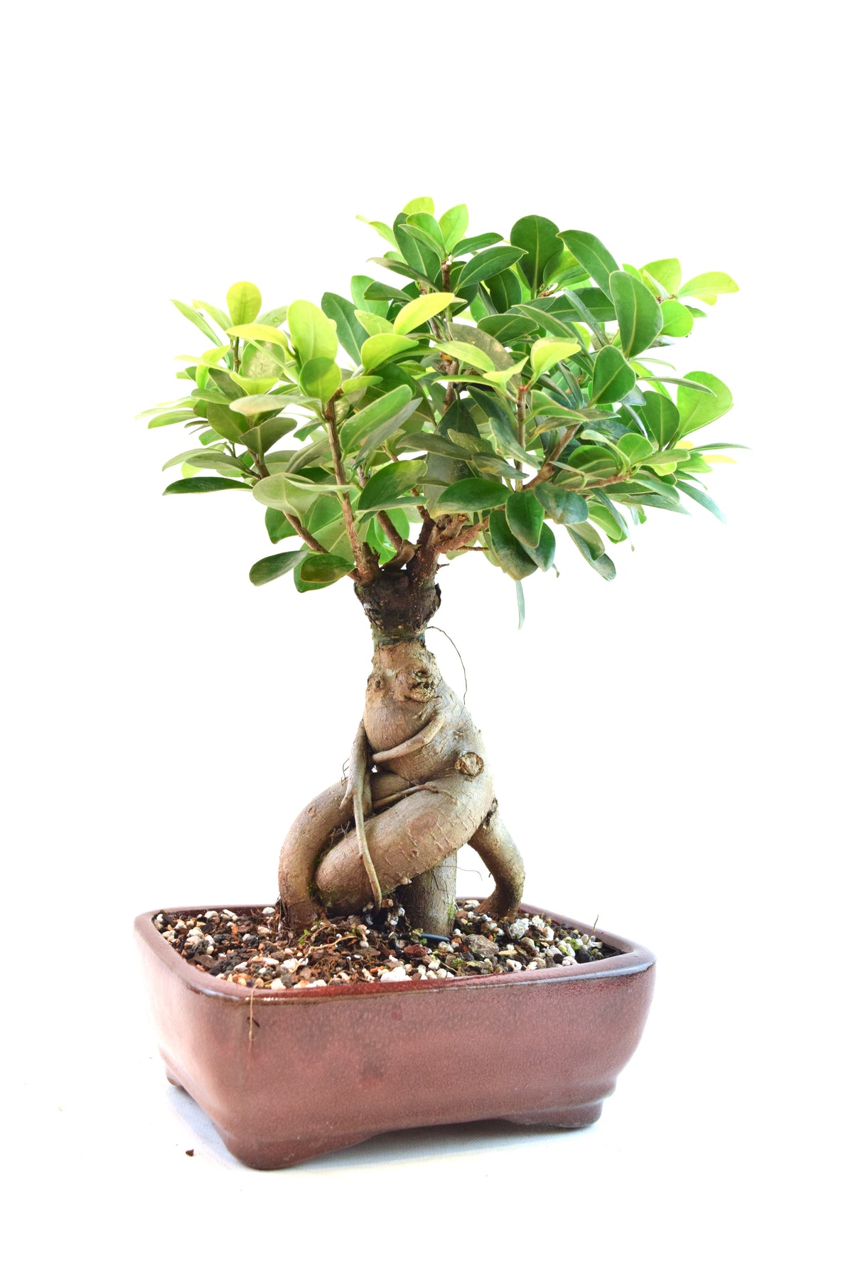 Ginseng Ficus Bonsai 6" Pot - One of a Kind Bonsai