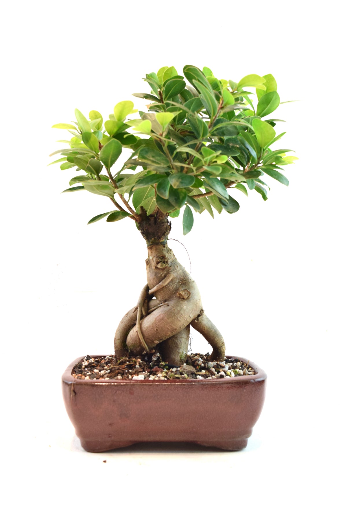 Ginseng Ficus Bonsai 6" Pot - One of a Kind Bonsai