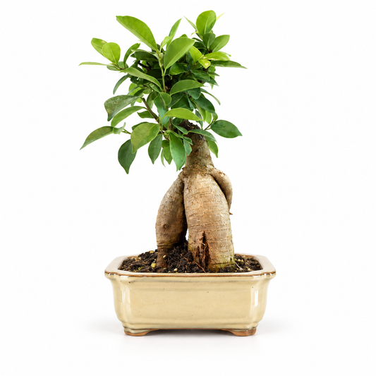 Ginseng Ficus Bonsai Ceramic 6" Pot - Similar Bonsai
