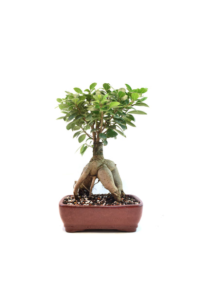 Ginseng Ficus Bonsai 8" Pot - One of a Kind Bonsai