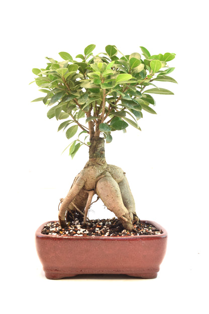 Ginseng Ficus Bonsai 8" Pot - One of a Kind Bonsai