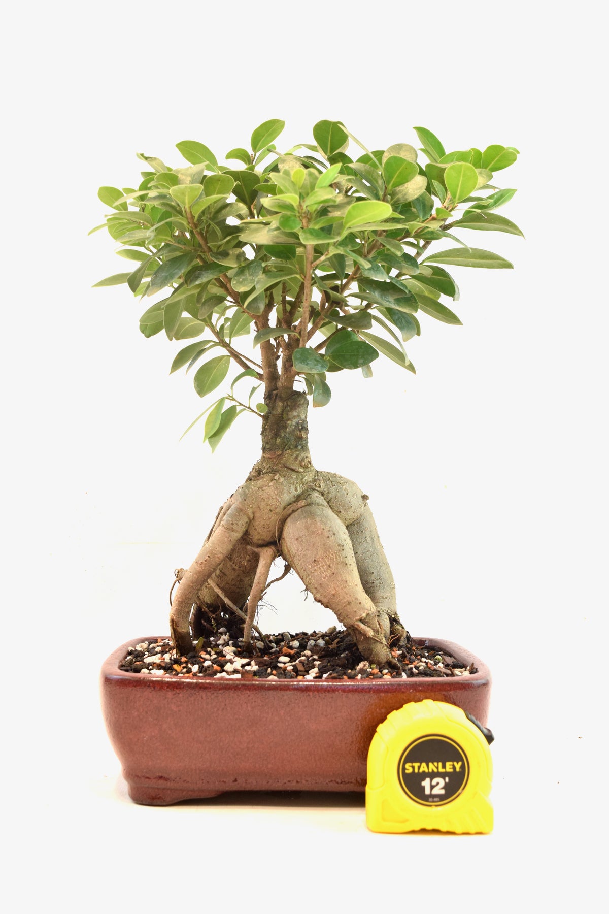 Ginseng Ficus Bonsai 8" Pot - One of a Kind Bonsai