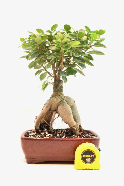 Ginseng Ficus Bonsai 8" Pot - One of a Kind Bonsai