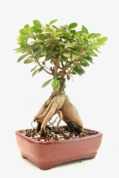 Ginseng Ficus Bonsai 8" Pot - One of a Kind Bonsai