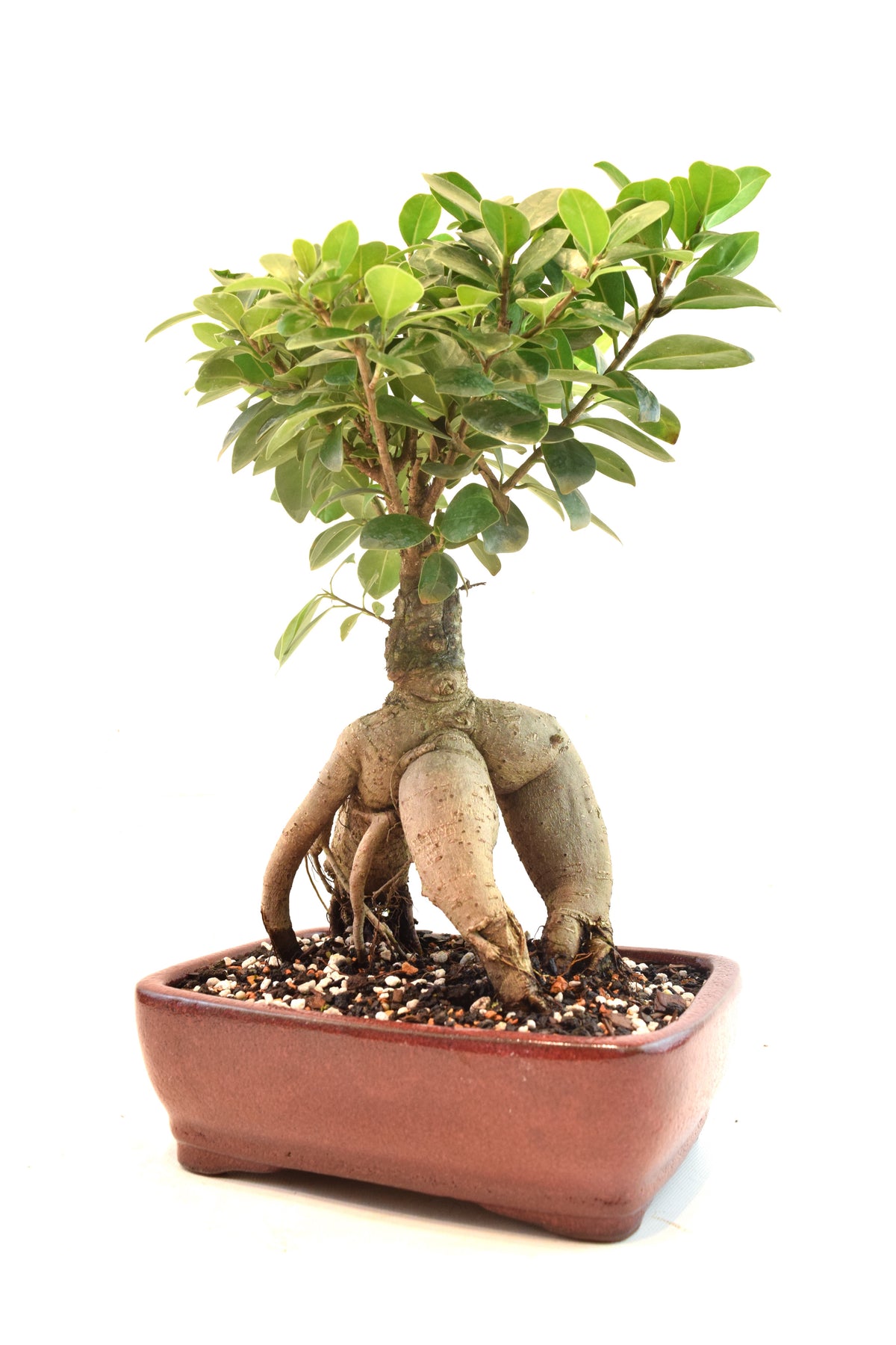 Ginseng Ficus Bonsai 8" Pot - One of a Kind Bonsai