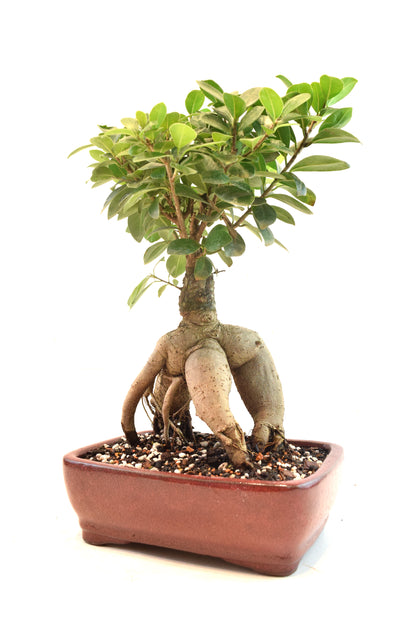 Ginseng Ficus Bonsai 8" Pot - One of a Kind Bonsai