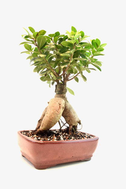 Ginseng Ficus Bonsai 8" Pot - One of a Kind Bonsai