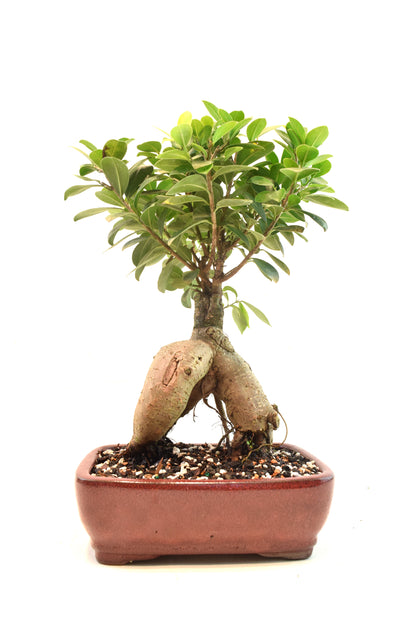 Ginseng Ficus Bonsai 8" Pot - One of a Kind Bonsai