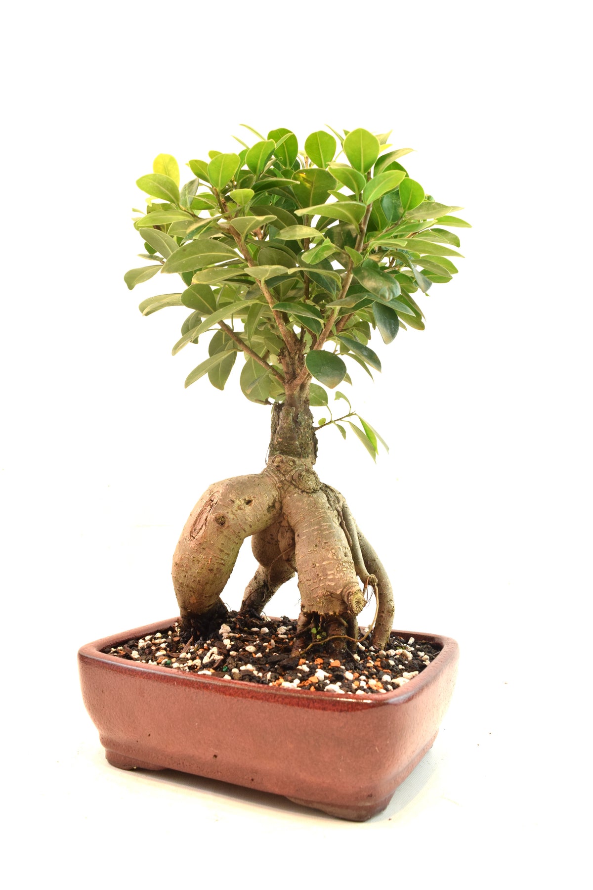 Ginseng Ficus Bonsai 8" Pot - One of a Kind Bonsai