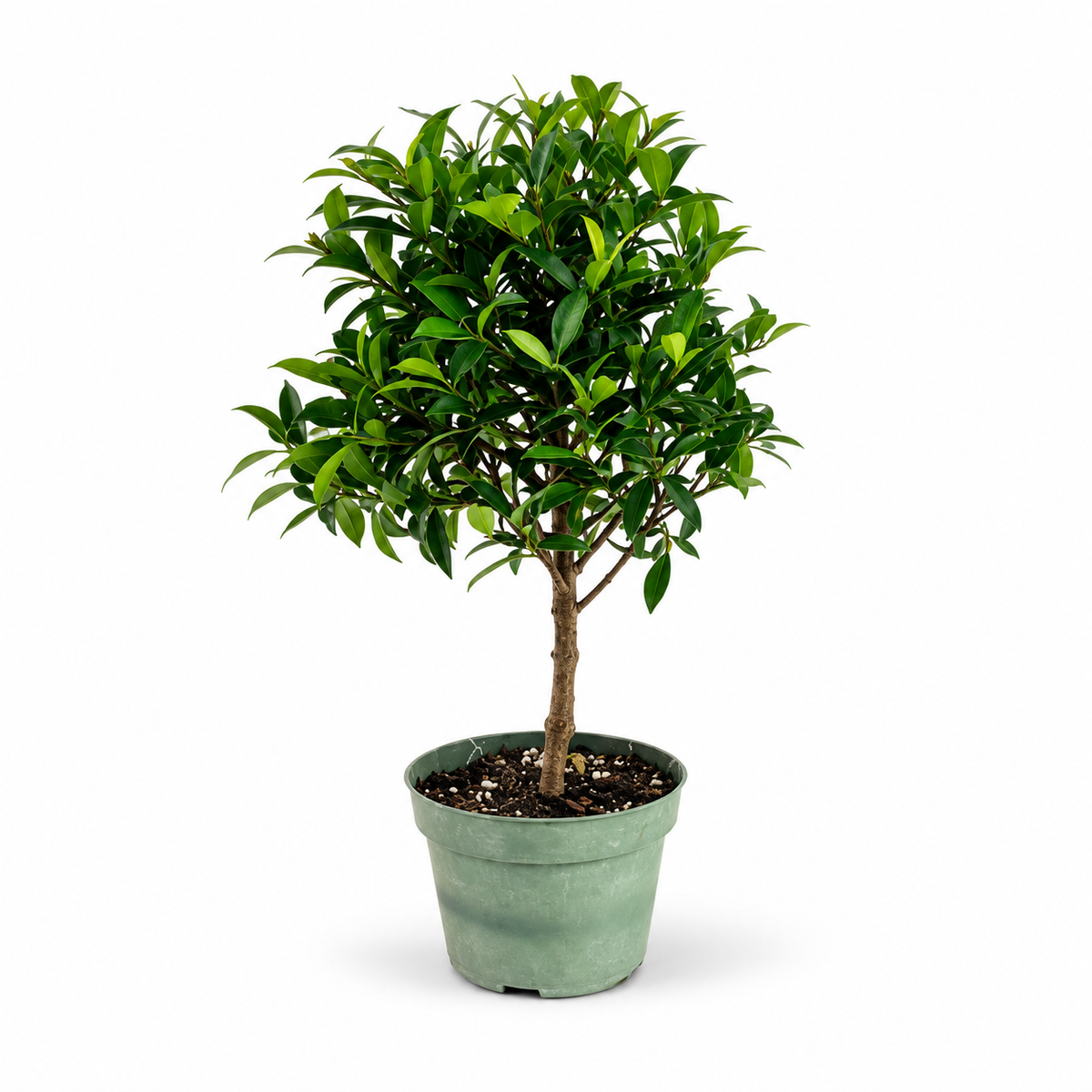 Global Brush Cherry in 4"Pot - Pre-Bonsai