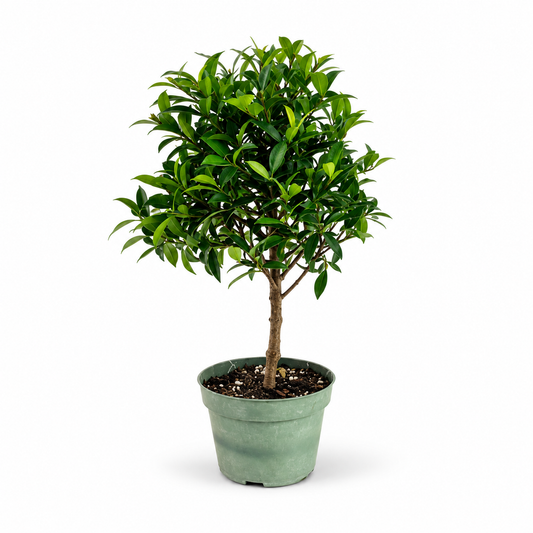 Global Brush Cherry in 4"Pot - Pre-Bonsai