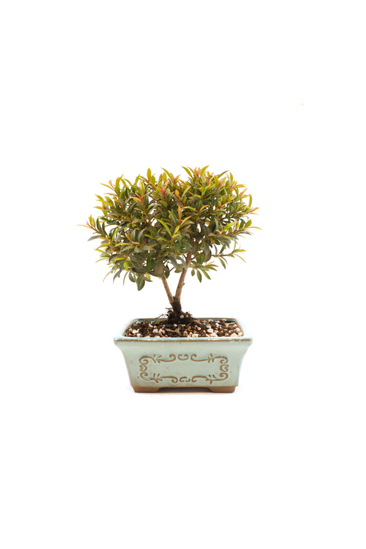 Global Brush Cherry Bonsai Ceramic 6" Pot - One of a Kind Bonsai