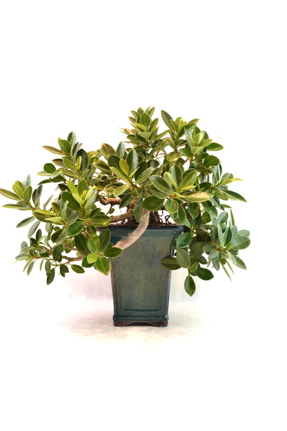 Green Island Ficus Bonsai Ceramic Pot - One of a Kind Bonsai