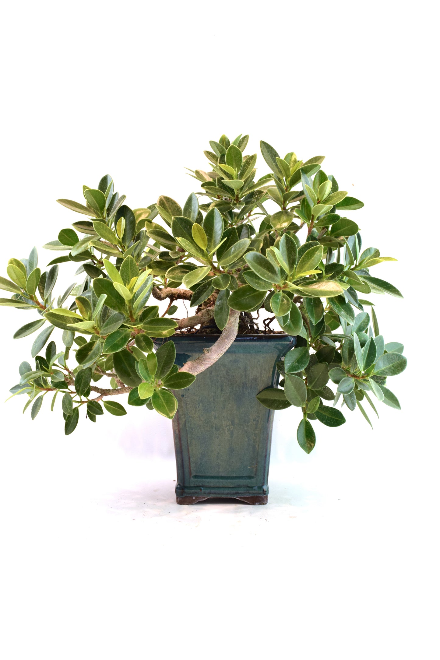 Green Island Ficus Bonsai Ceramic Pot - One of a Kind Bonsai