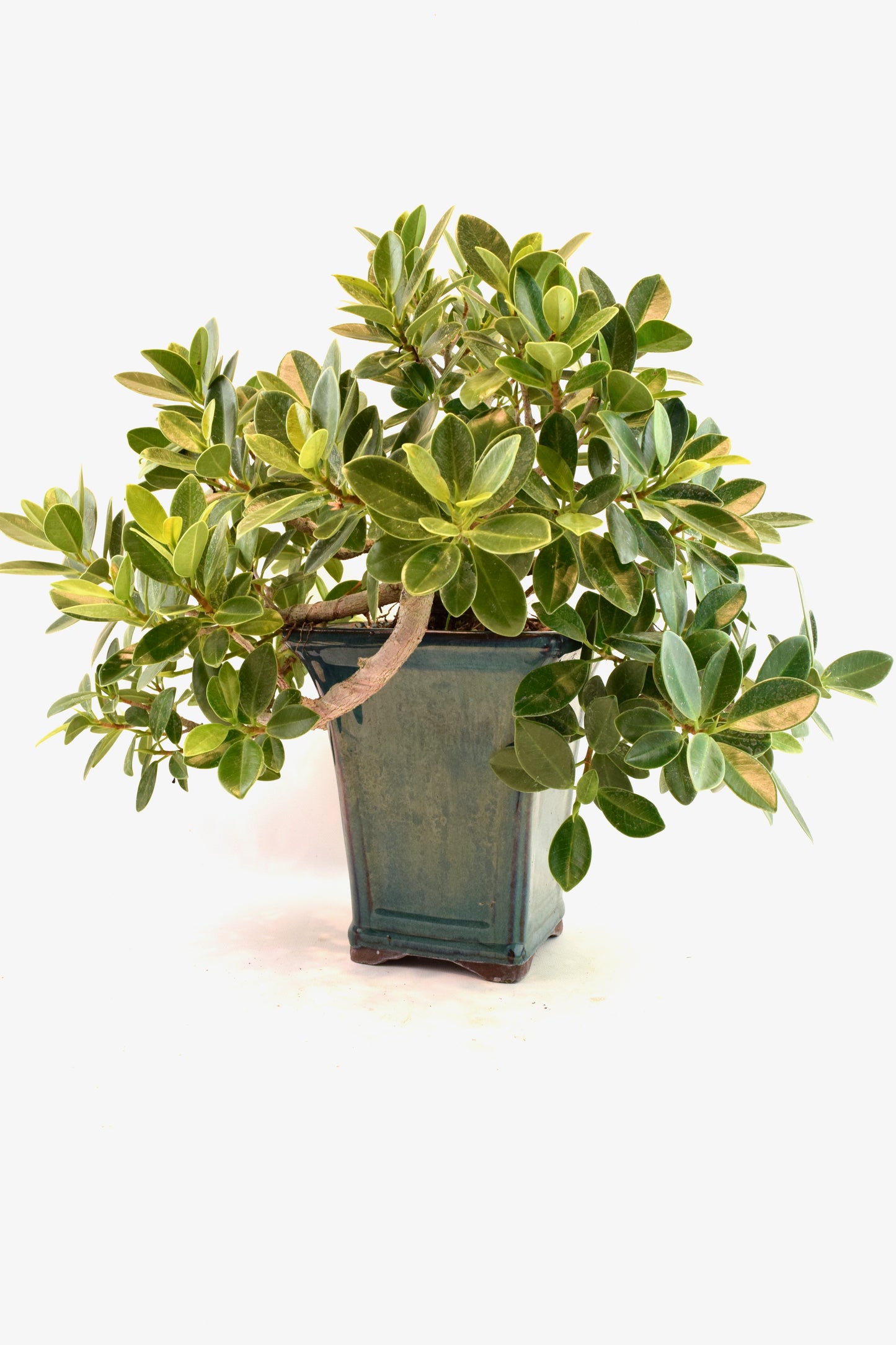Green Island Ficus Bonsai Ceramic Pot - One of a Kind Bonsai