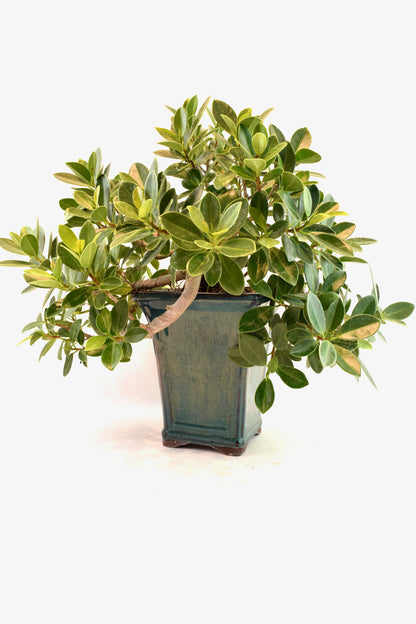 Green Island Ficus Bonsai Ceramic Pot - One of a Kind Bonsai