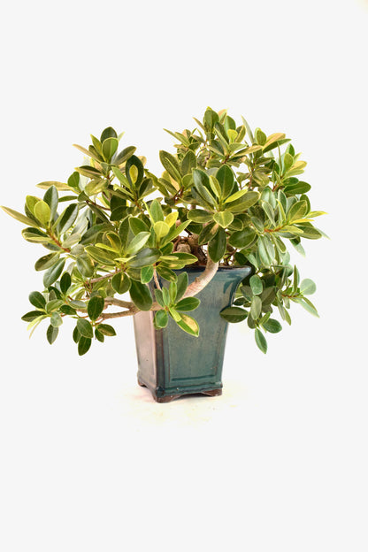 Green Island Ficus Bonsai Ceramic Pot - One of a Kind Bonsai