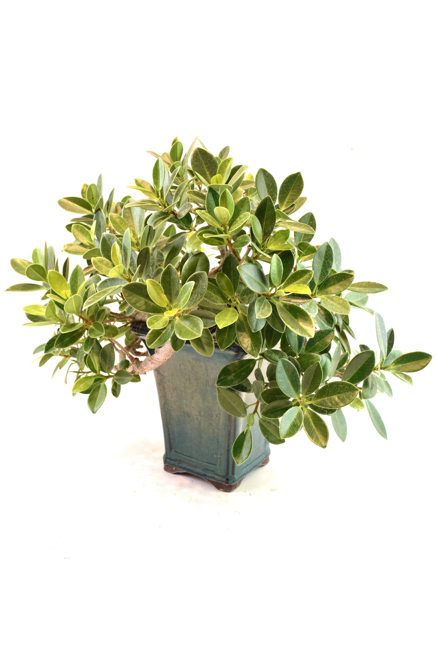 Green Island Ficus Bonsai Ceramic Pot - One of a Kind Bonsai